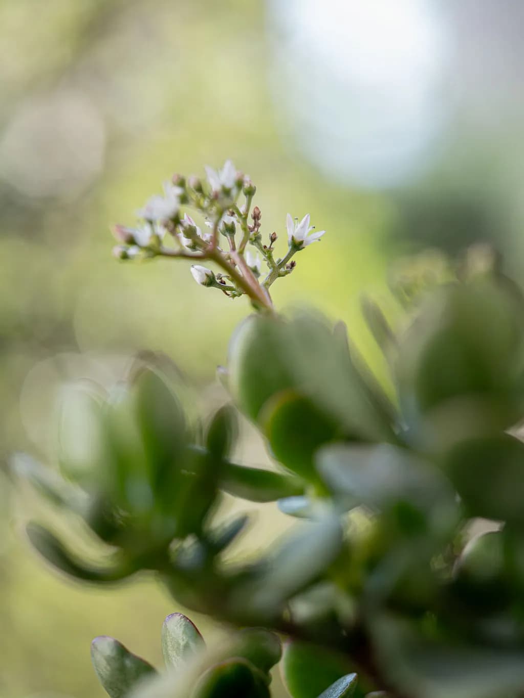 Jade Bloom