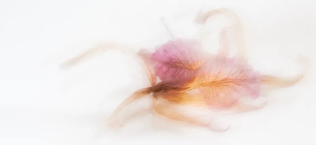 Petals in Amber Light