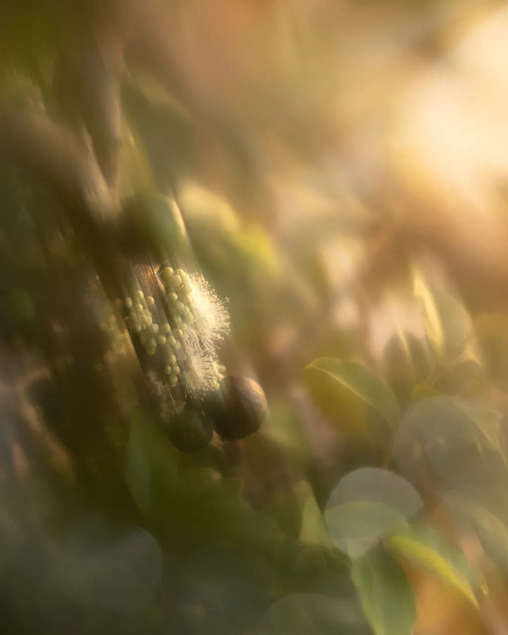 Where the Light Settles