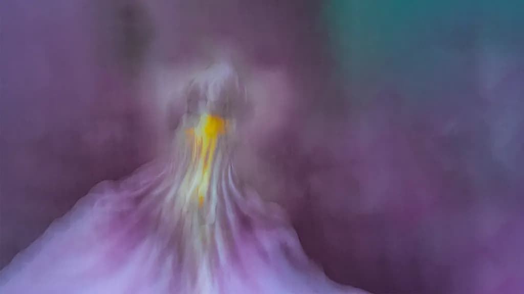 Miltonia Impression