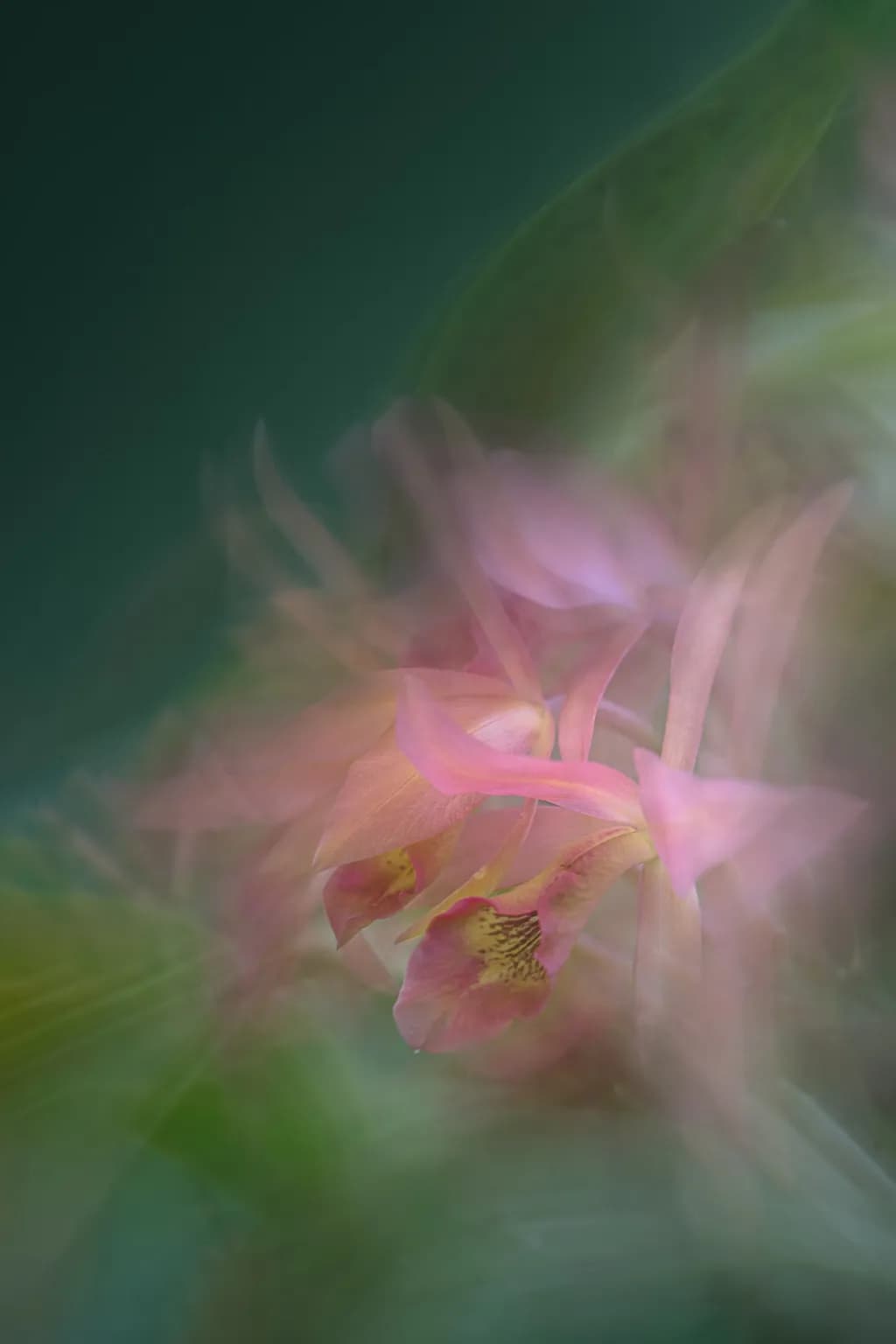 Soft Orchid Dream
