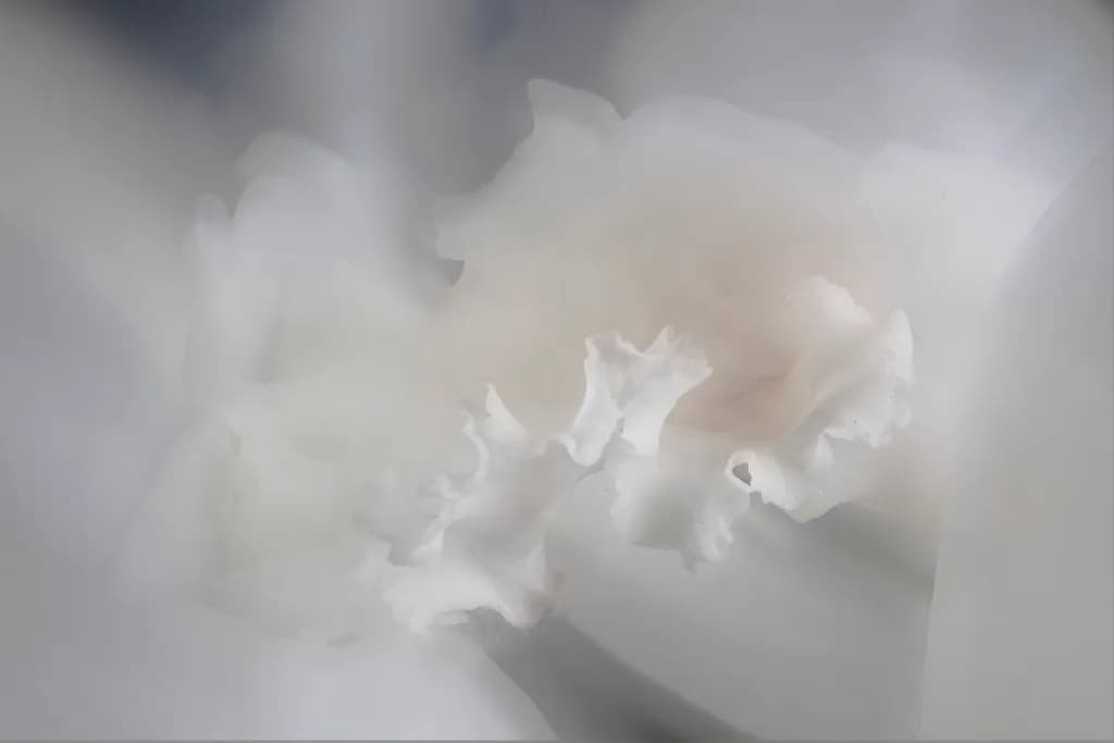 Ivory Petal Study