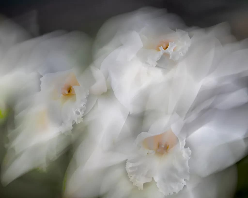 White Catt Blossoms
