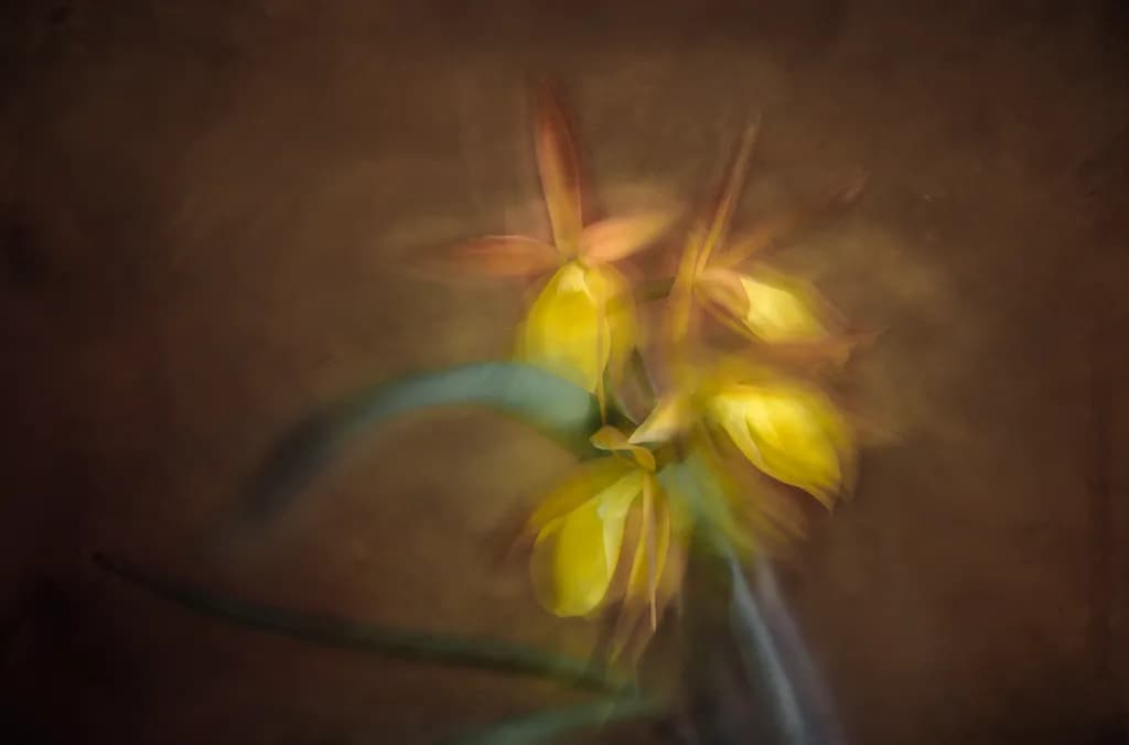 Golden Orchid Haze