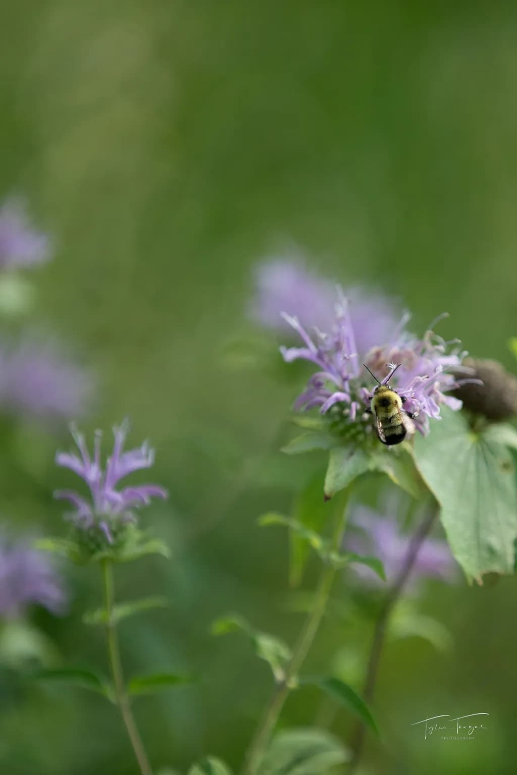 Gathering on Purple Bloom