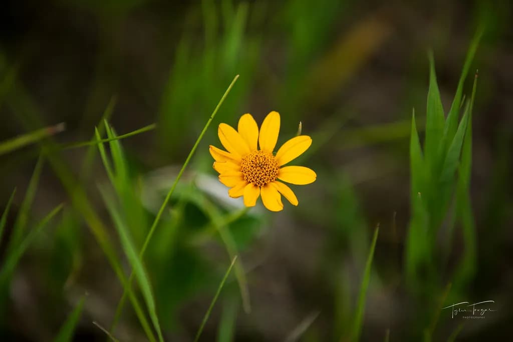 Golden Bloom
