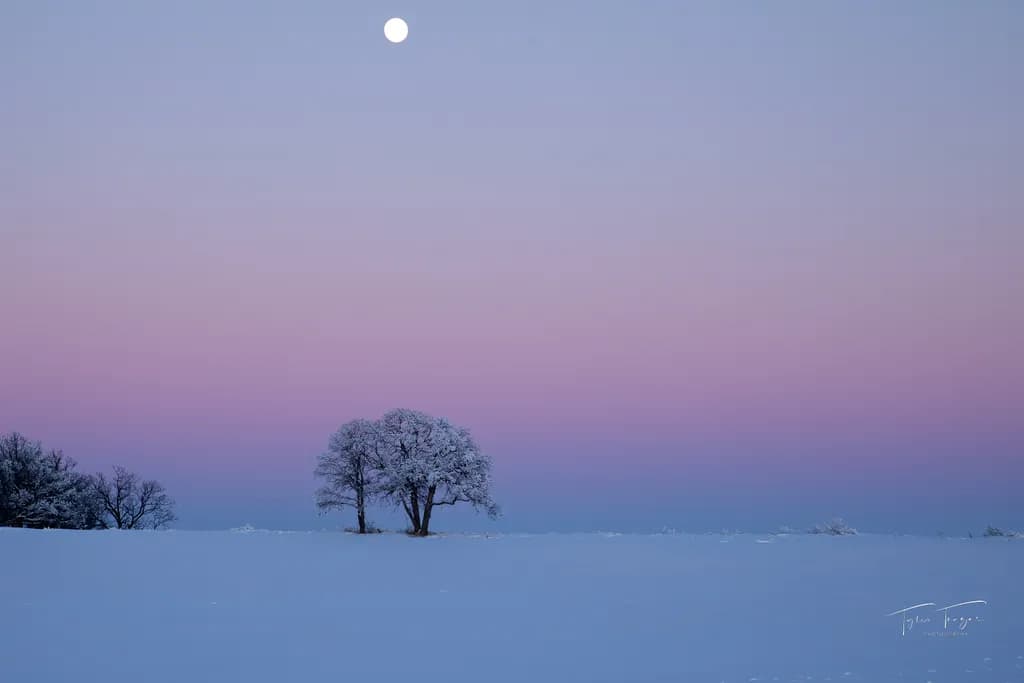 Winter Solitude