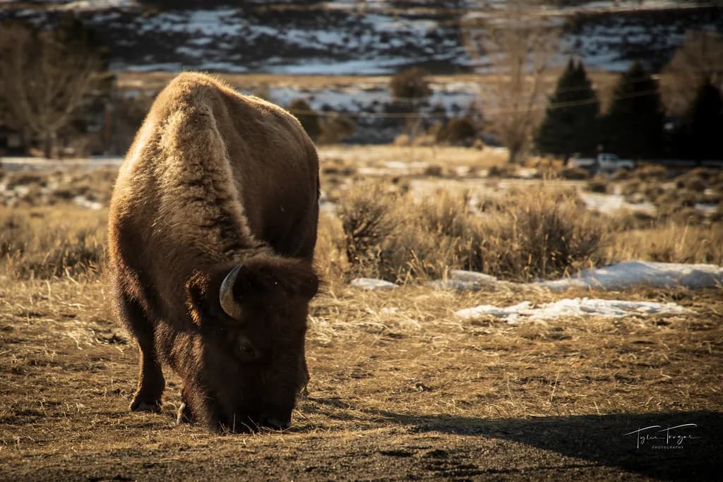 Golden Prairie Bison
