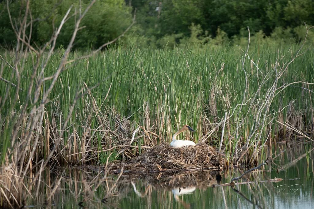 Marsh Guardian