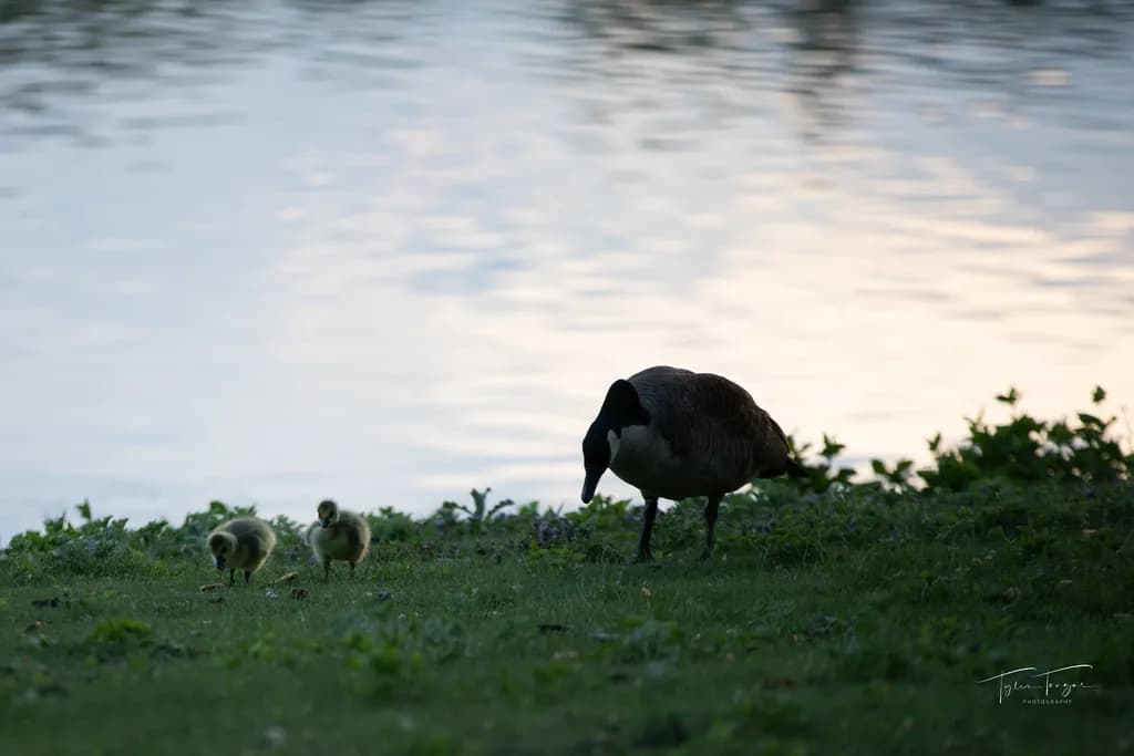 Evening Stroll