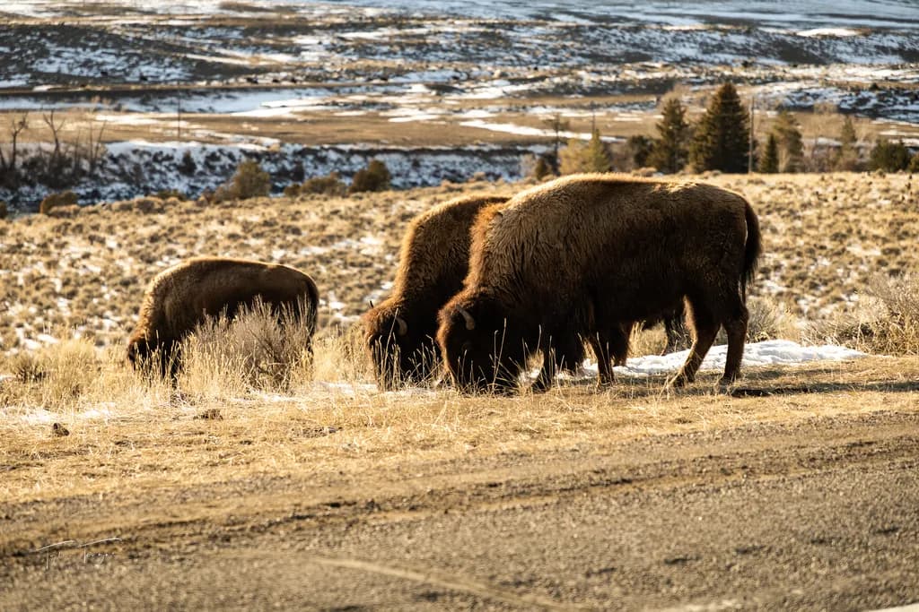 Grazing Giants