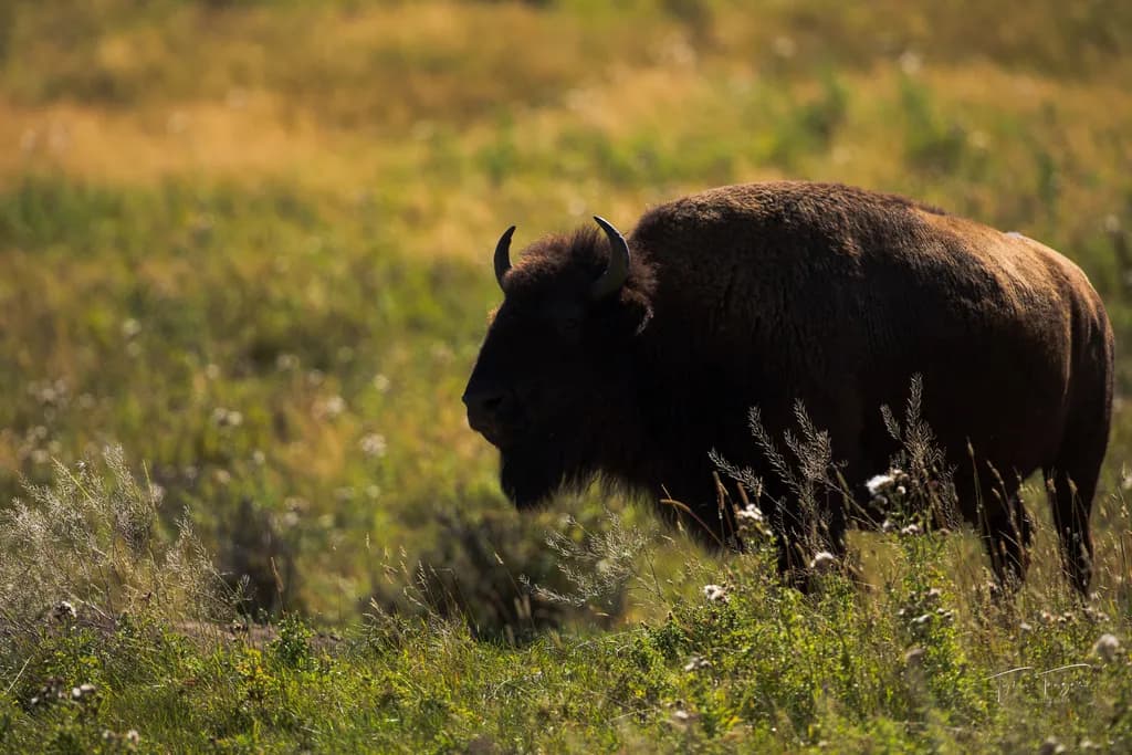 Grazing Giant