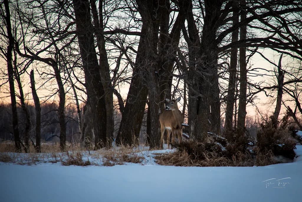 Winter Watcher