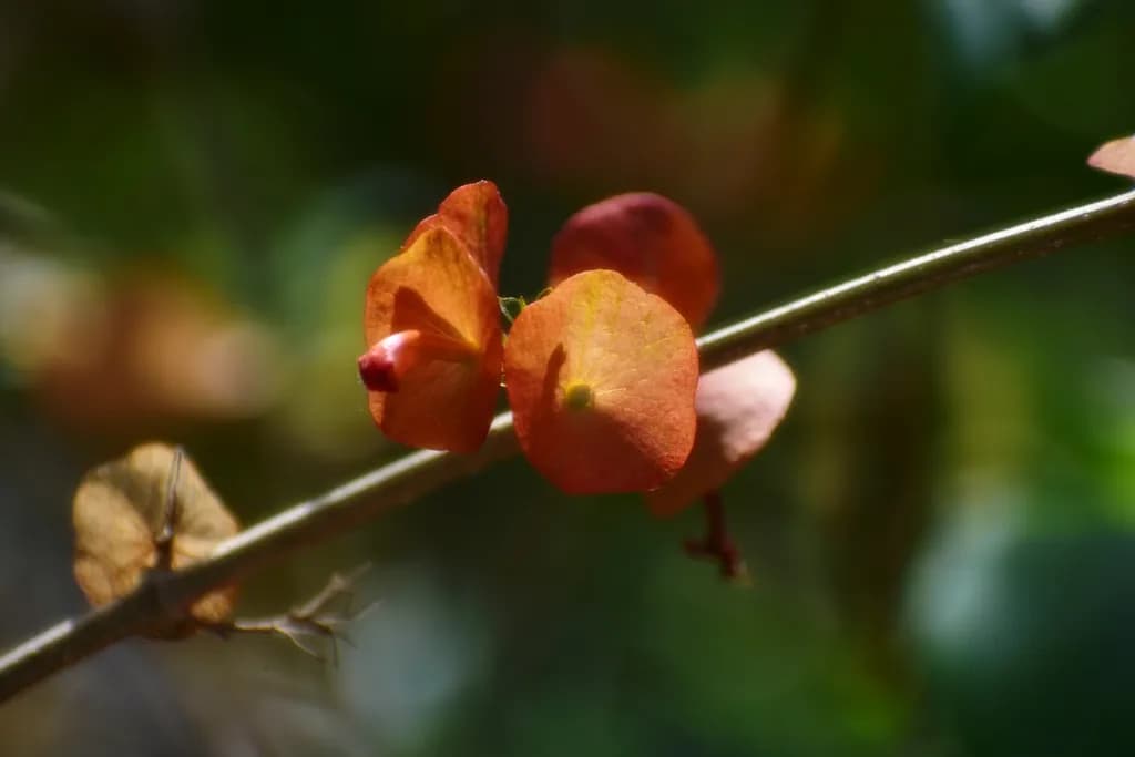 Amber Blossom
