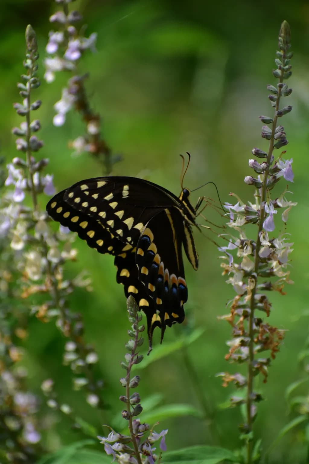 Steinhatchee Swallowtail