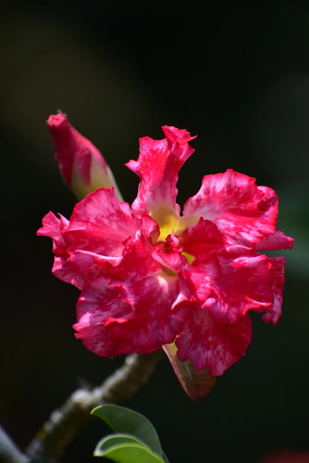 Pink Desert Rose