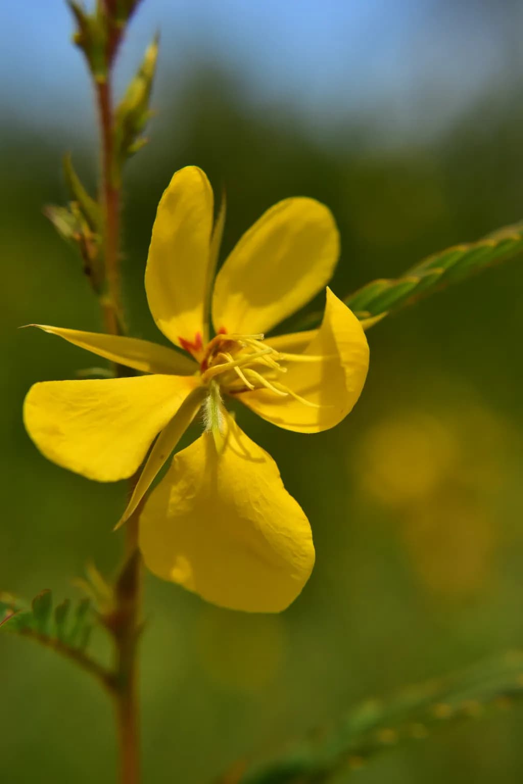 A Partridge Pea