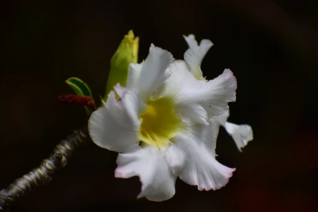 Desert Rose