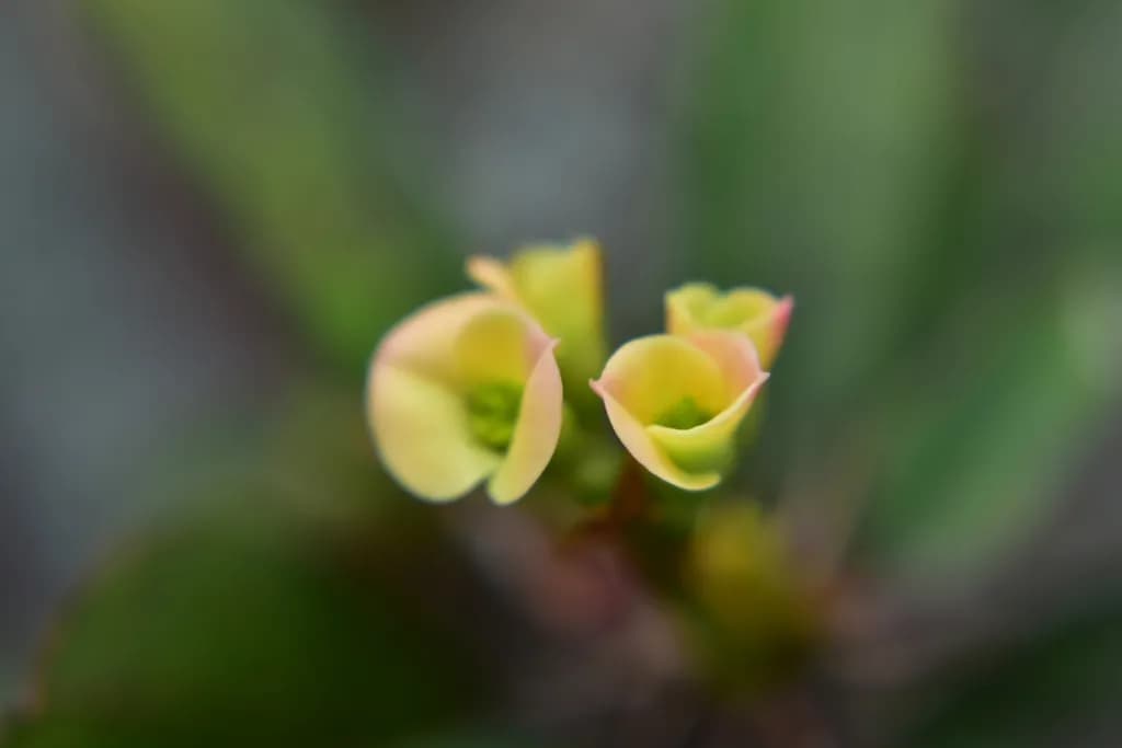 Tender Bloom