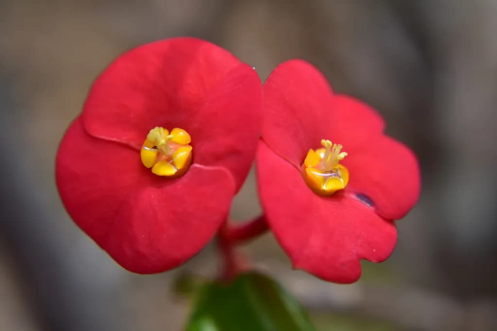 Euphorbia Geroldii