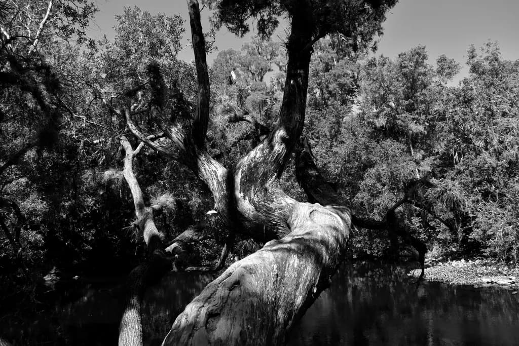Twisted Reflection