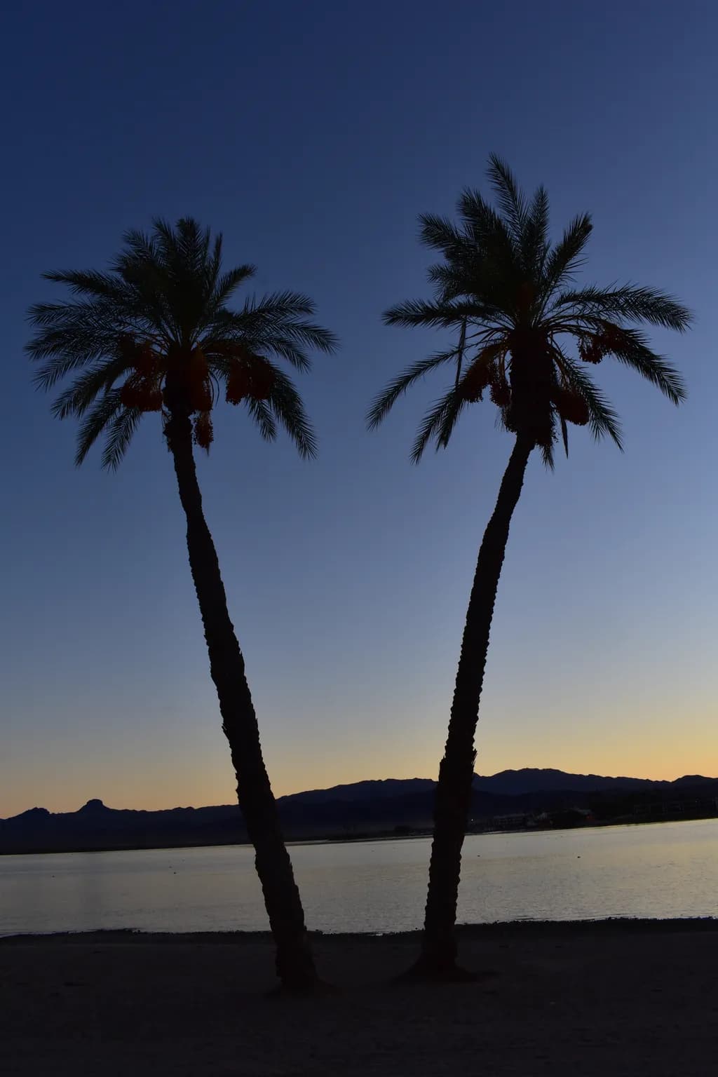 Twin Palms Dusk