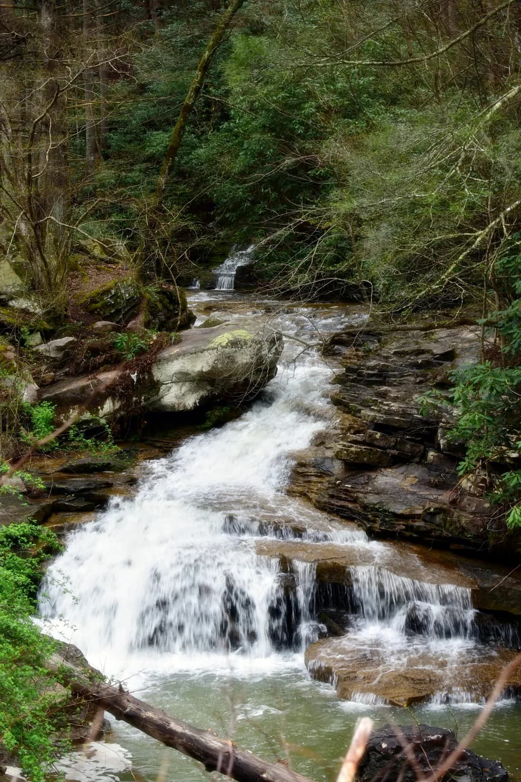 Forest Cascade