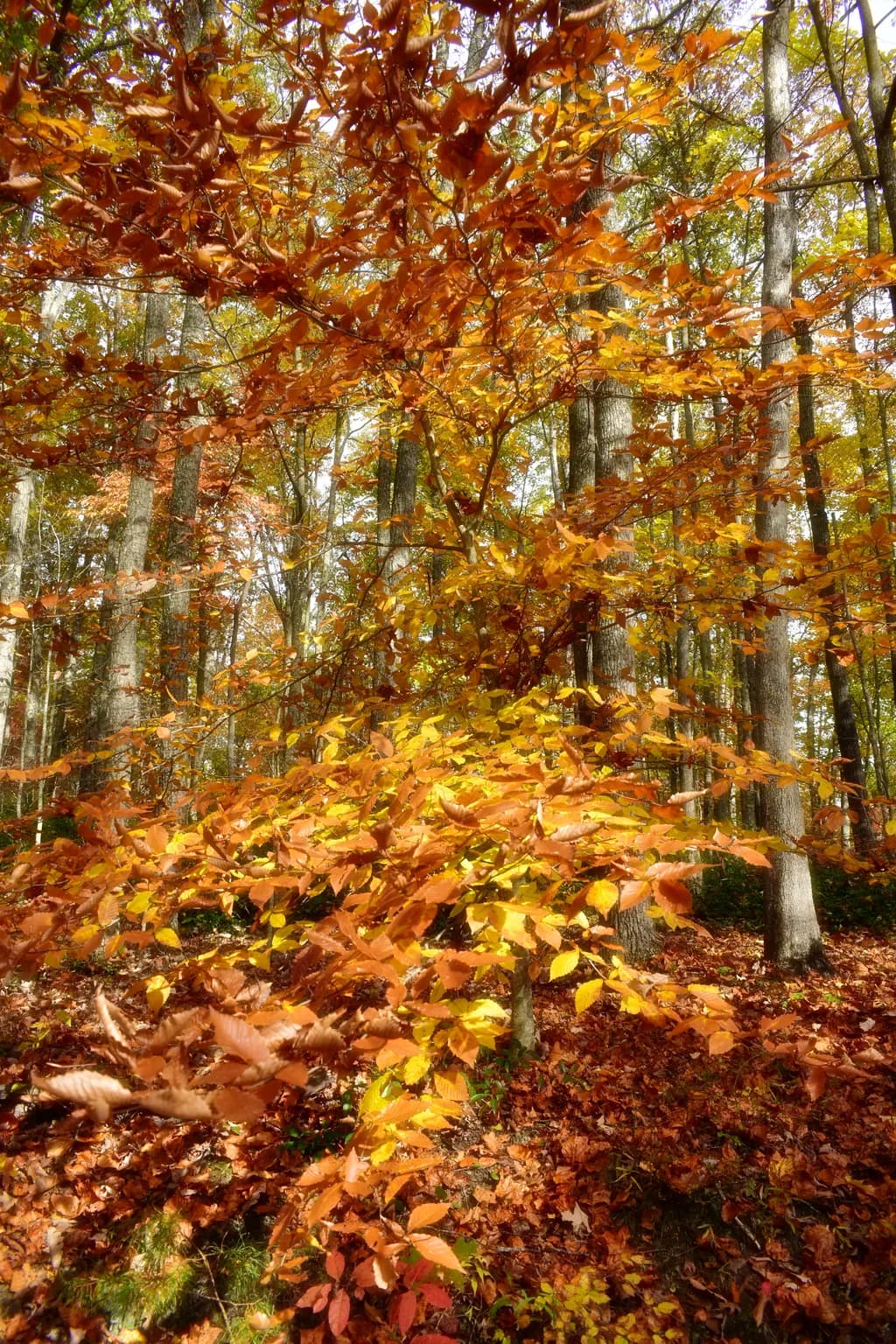 Autumn Blaze