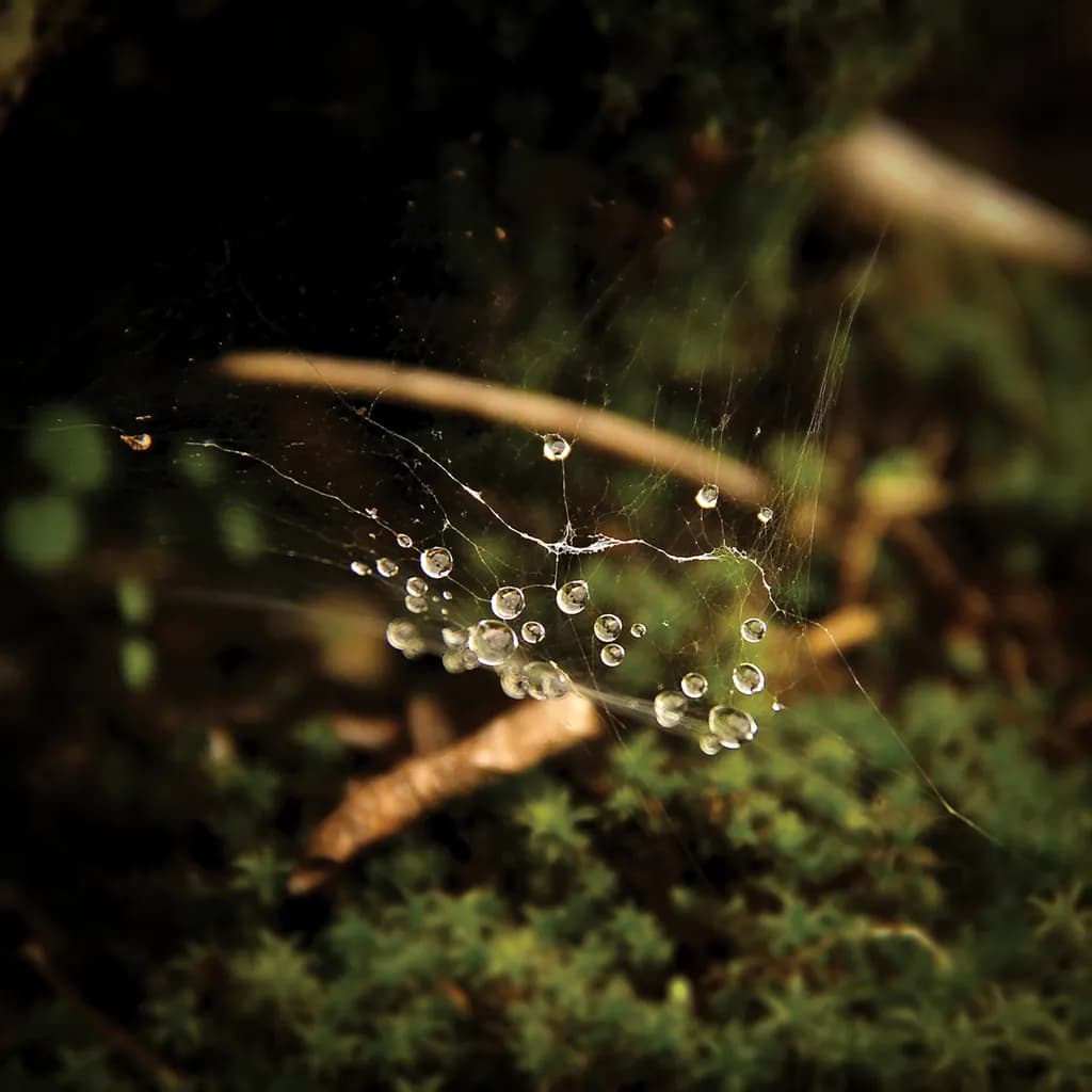 Dewdrop Web