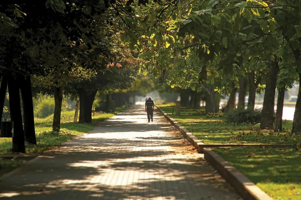 Sunlit Promenade