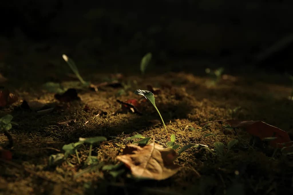 Emerging Light