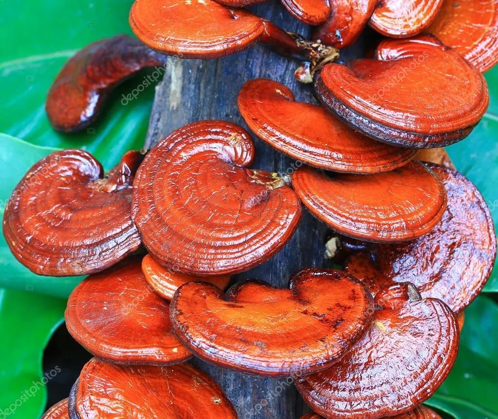 Vibrant Harmony: The Enchanting Dance of Red Ganoderma Mushrooms on Nature's Canvas