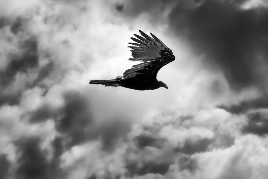 Soaring Through Shadows: A Black and White Journey of Freedom in the Sky