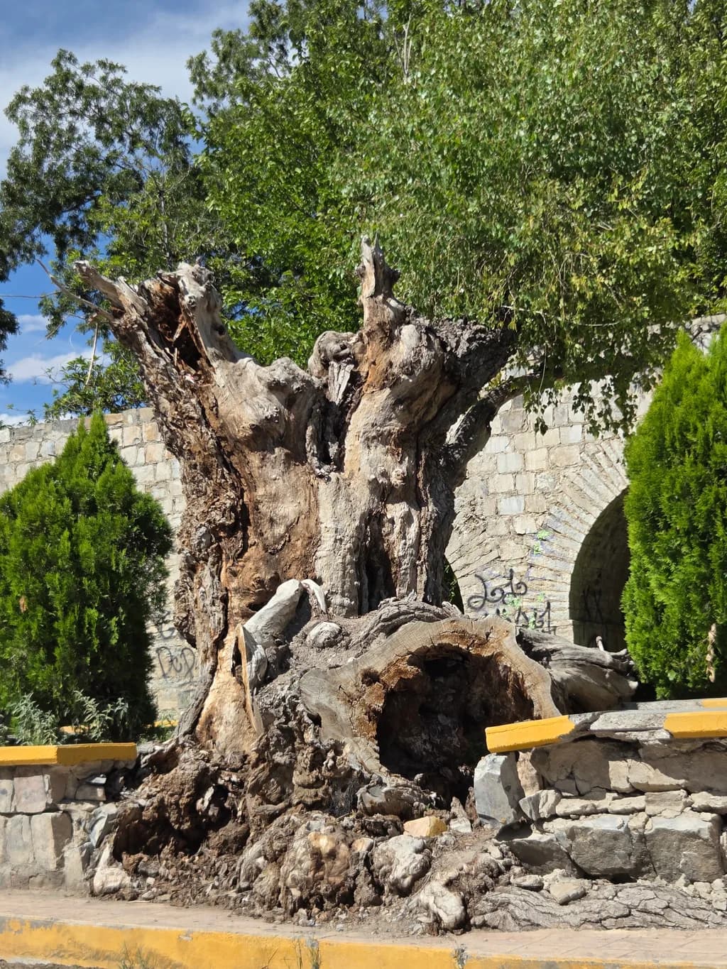 Ancient Tree Archway