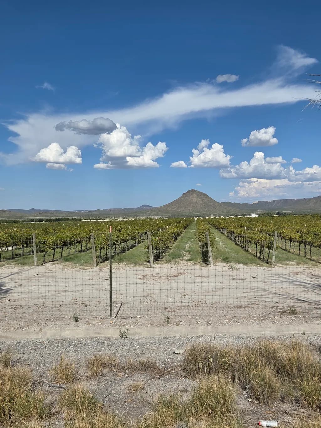 Vineyard Mountain Horizon
