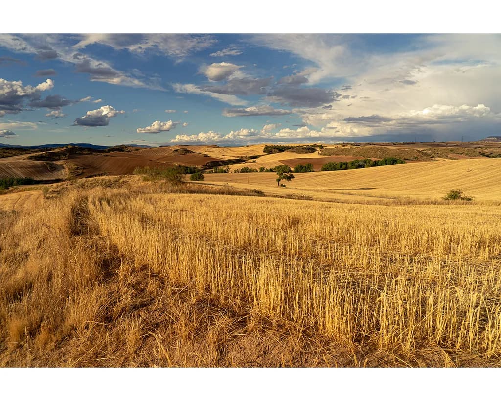 Campo Castilla Landscape
