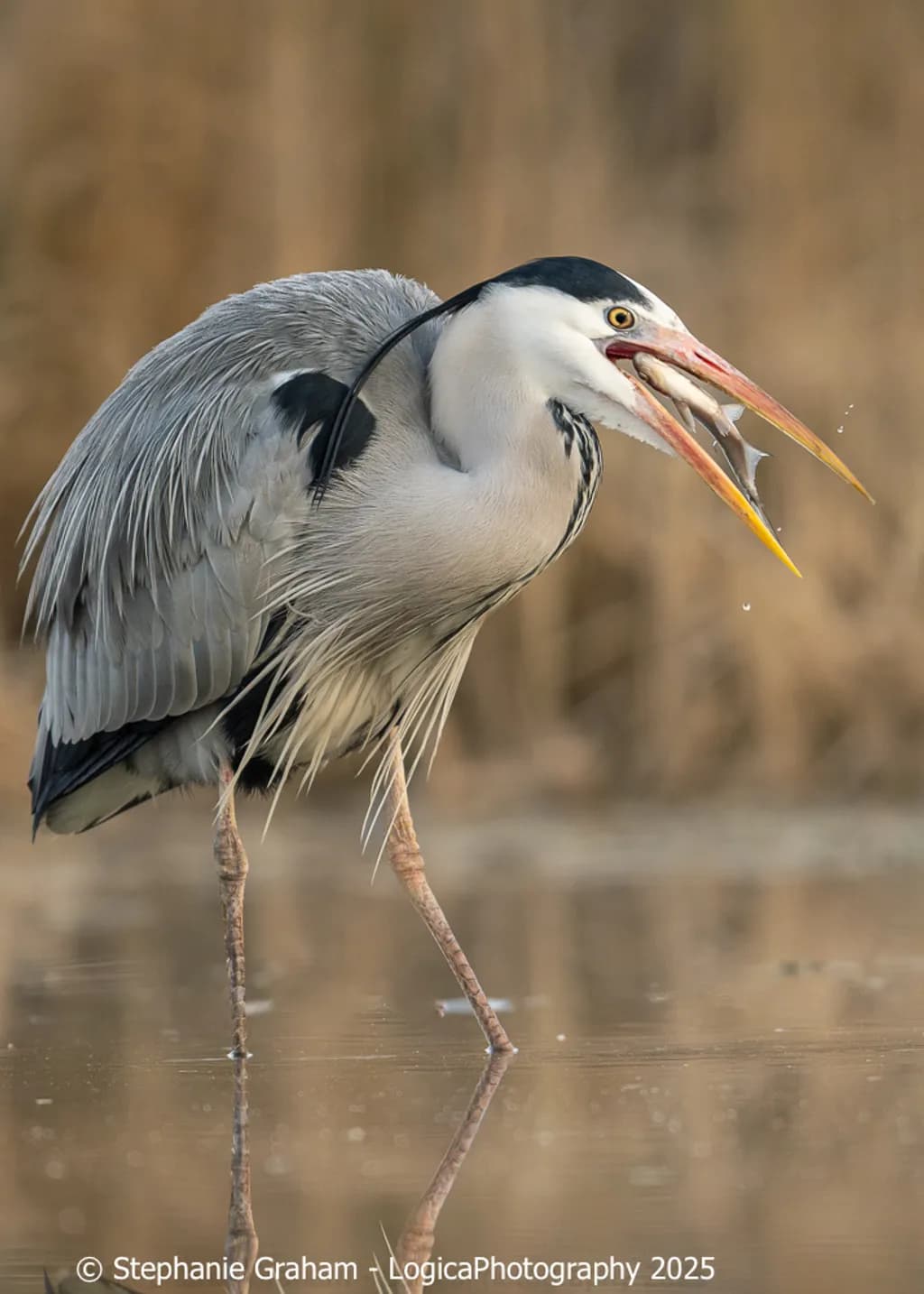 Quiet Catch