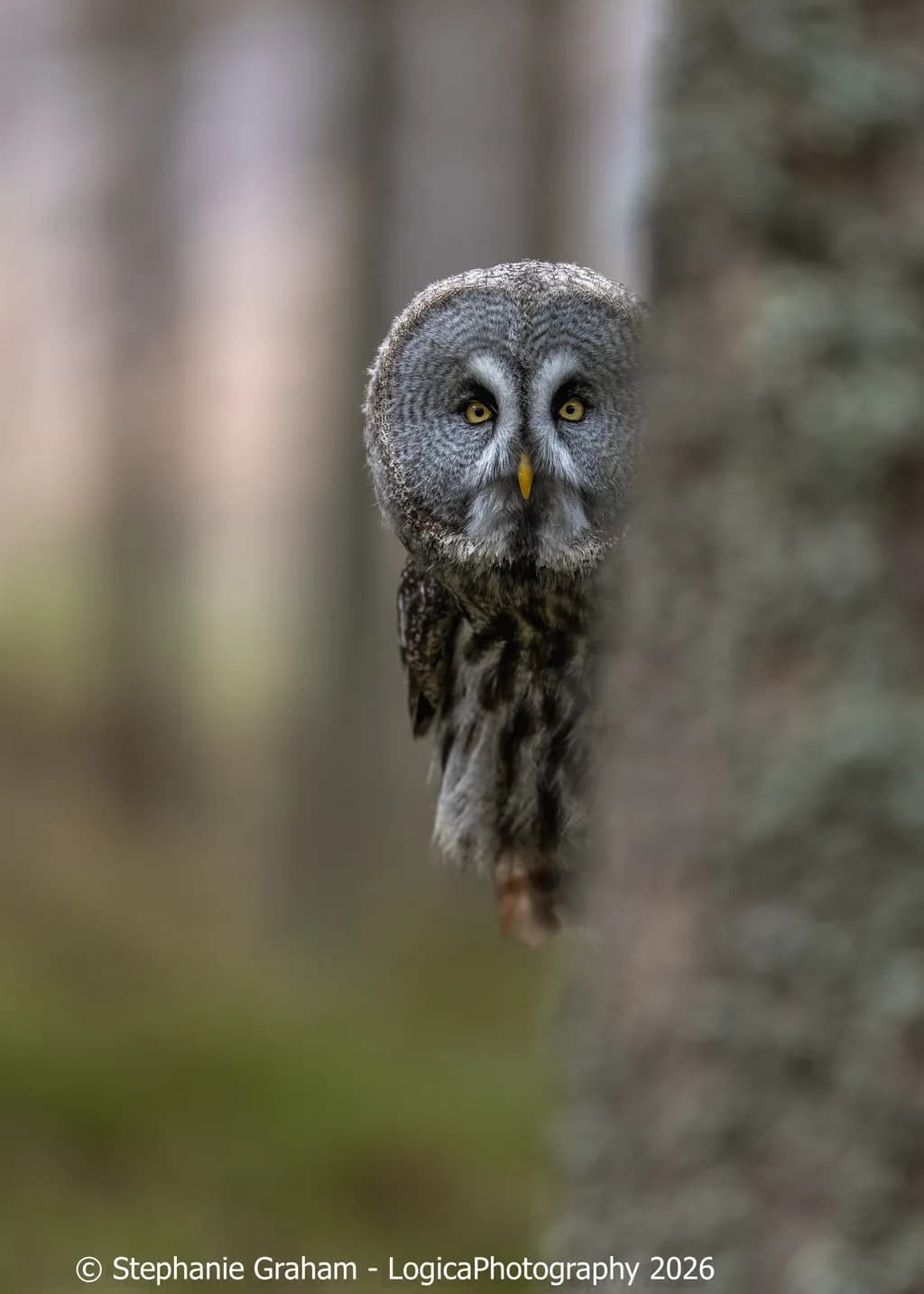 Quiet Gaze