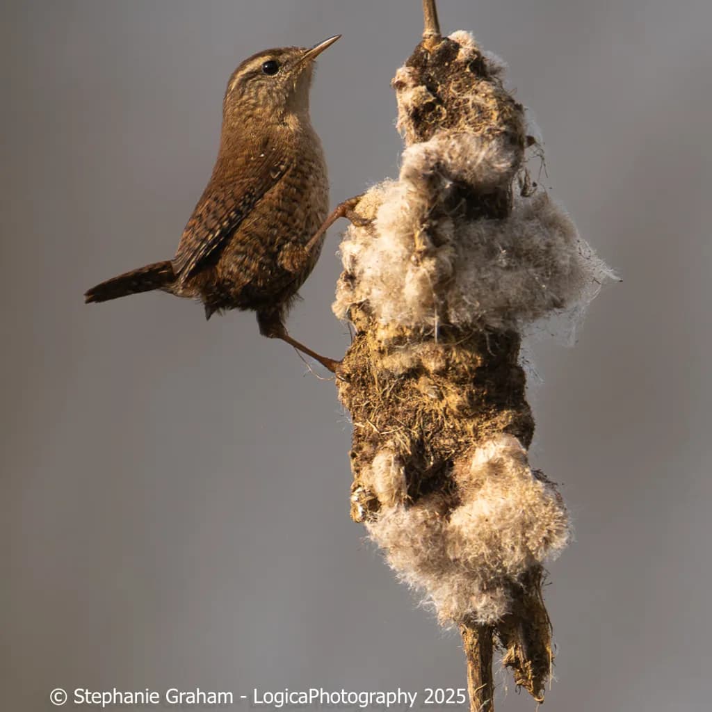 Quiet Perch