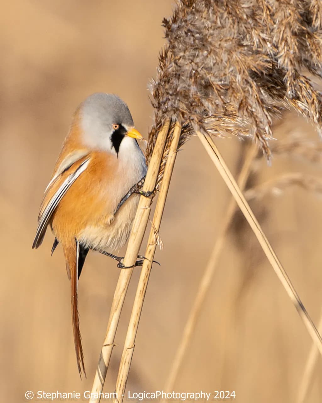 Reed Sentinel
