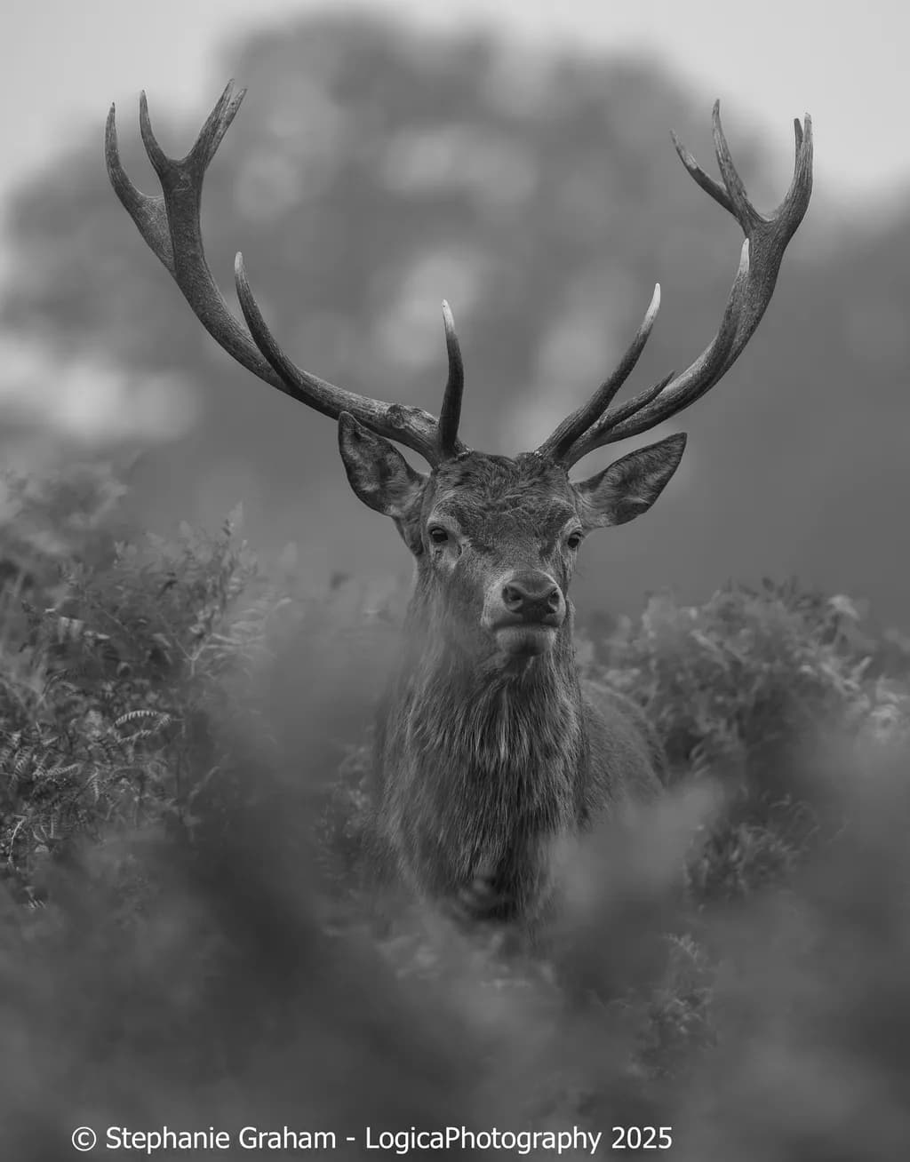 Quiet Majesty