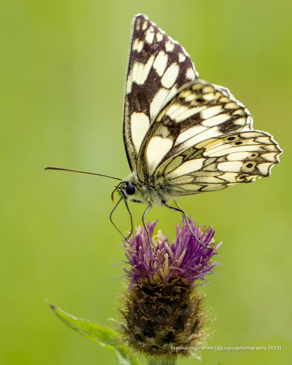 Quiet Pause on Thistle