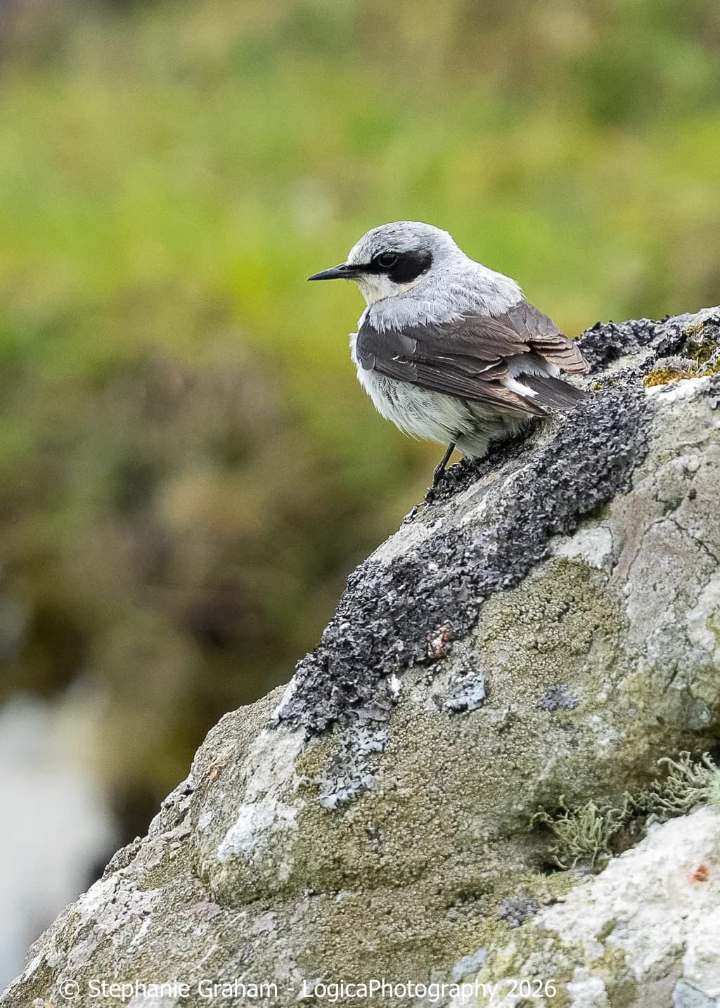 Rock Sentinel