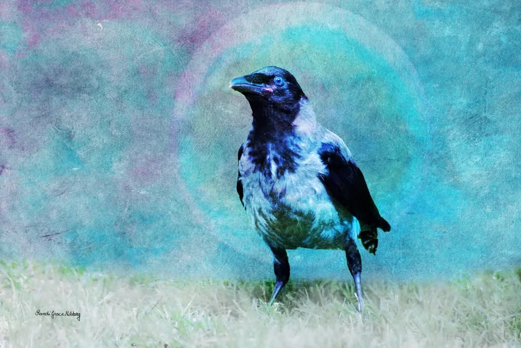 Crow Texture Study