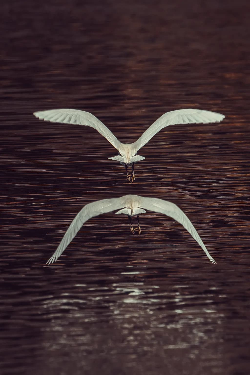 Ethereal Flight: Reflections of Graceful Elegance in Nature's Mirror