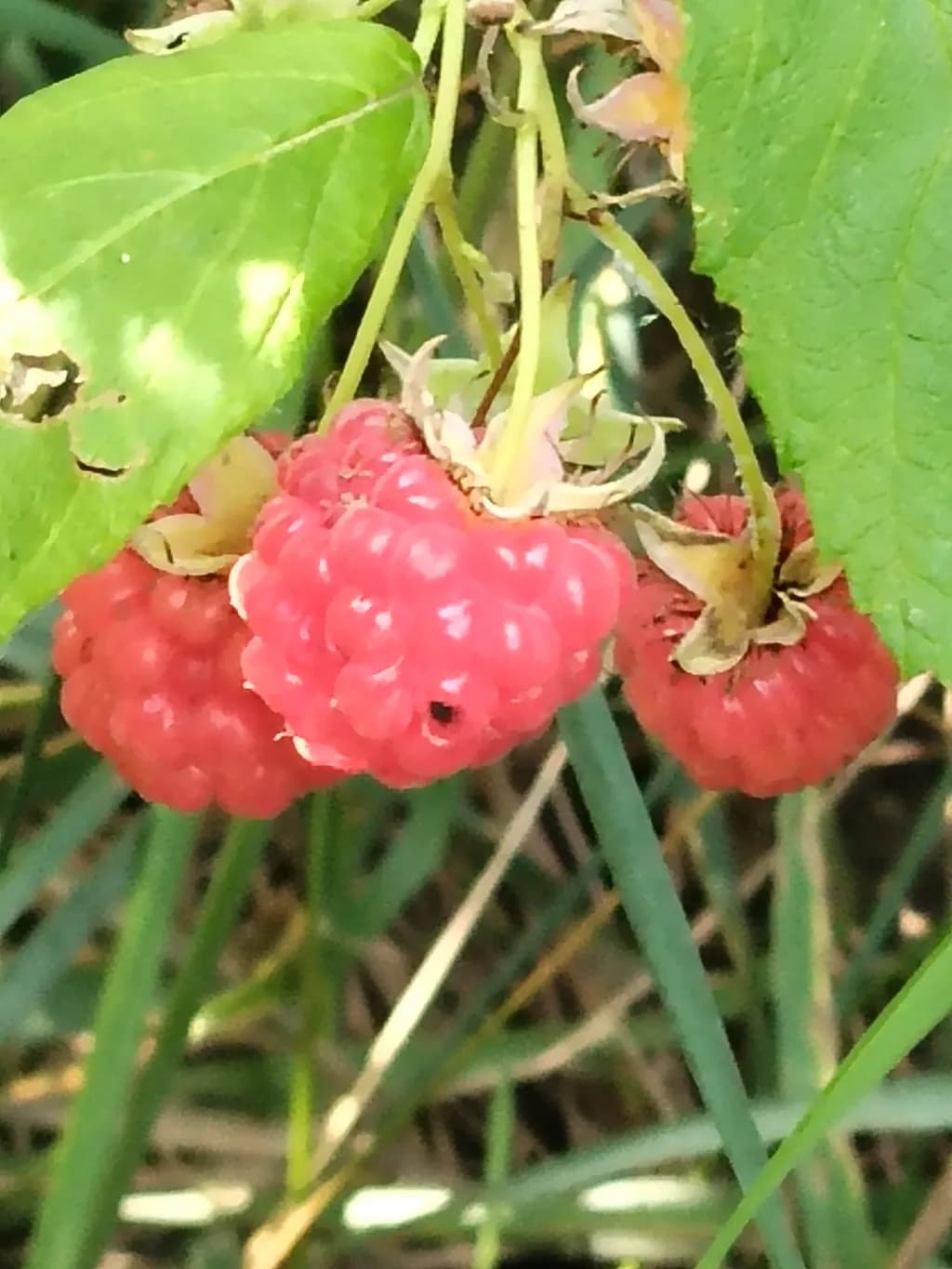 Raspberry Cluster
