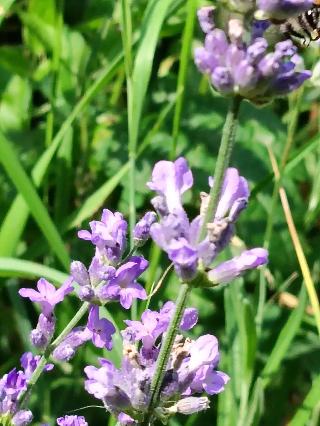 Lavender Bloom