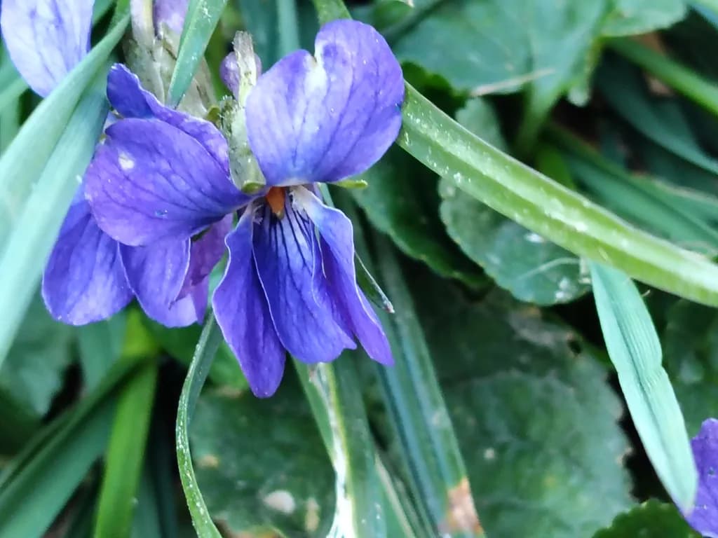 Purple Violet Bloom