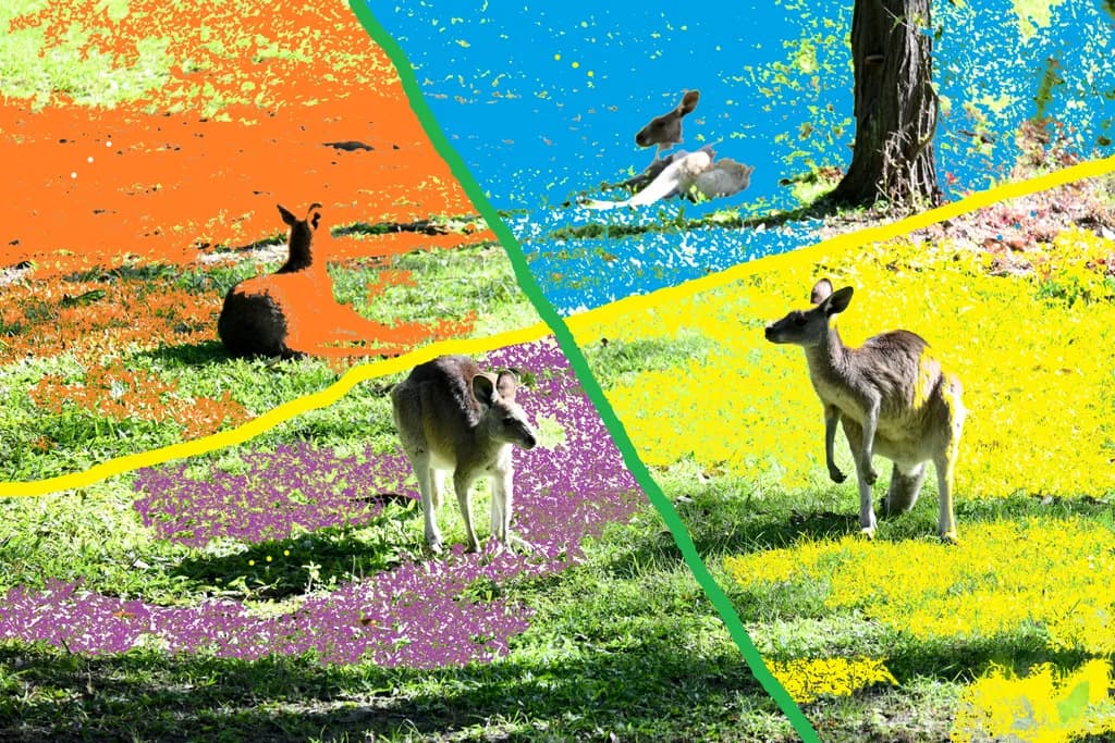 Kangaroos at Rest