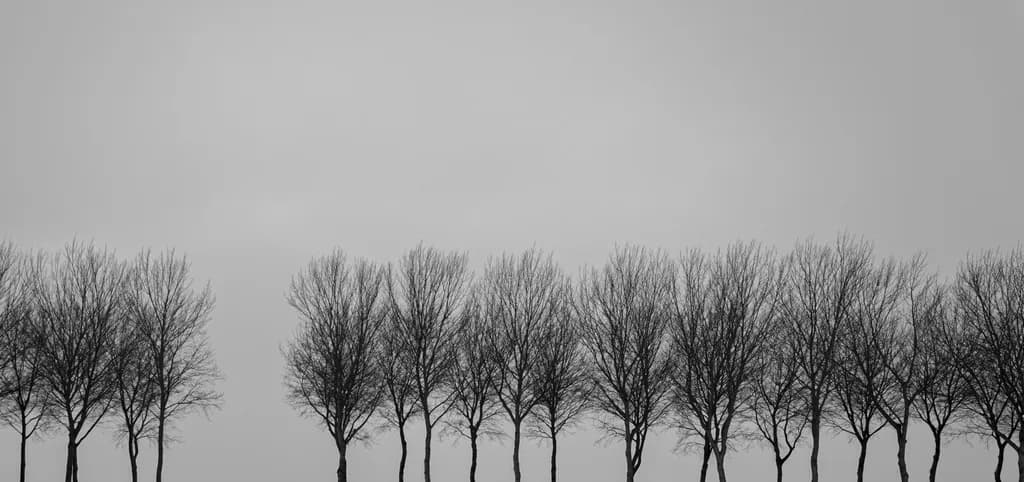 Monochrome Canopy